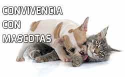 El perro y el gato son amigos