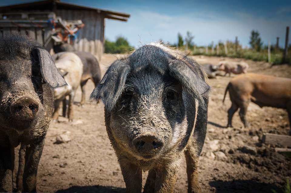 Cerdo, gocho, gorrino